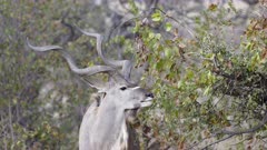 Greater Kudu (Tragelaphus strepsiceros) male nibbling on shrub, close-up 