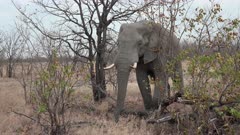 African elephant (Loxodonta africana) bull foraging in shrubs