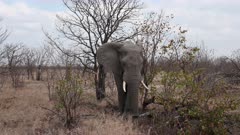 African elephant (Loxodonta africana) bull foraging in shrubs, front view