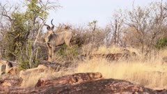 Greater Kudu (Tragelaphus strepsiceros) male nibbling on shrub between rocks