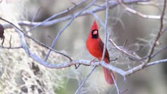 Northern Cardinal (Cardinalis cardinalis) red male, perched on twig, singing