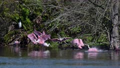 Roseate spoonbill (Platalea ajaja) flock bathing and flapping wings together beside mangrove trees.
