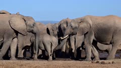 African elephant (Loxodonta africana)  herd at waterhole, two pushing each other with trunk