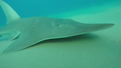 Lesser spotted guitarfish