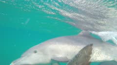 Bottlenose dolphin male greeting