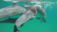 Bottlenose dolphin mating