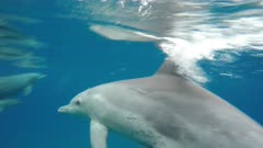 Bottlenose dolphin nursing