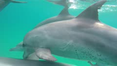 Bottlenose dolphin social sexsual behavior