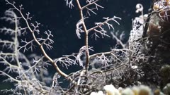 Basket star Astroboa Nuda hunting, reacting to light underwater at night on coral reef