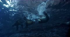A pair of Sea Lions play fight near surface