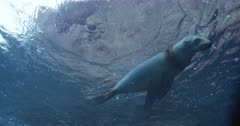 Cam approaches sea lions near surface, they play and fight, cam tracks sea lion as it swims down to rocks