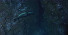 Pan left to sea lions swimming into shelter entrance in rock crevasse