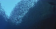 Tracking smassive school of sardines