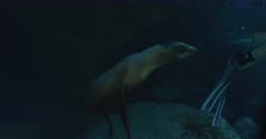 Sea Lion playfully looks at camera, camera tracks Sea Lion as it swims away and ascends