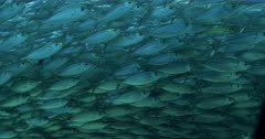 Massive school of Sardines swim in various directions in front of camera. 