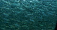 Massive school of Sardines swim in front of camera. Hypnotizing.