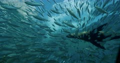 Sea Lion swims through school of Sardines
