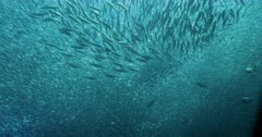 Low angle tracking gigantic school of fish