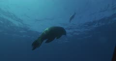 Low angle of school of fish and sea lion silhouettes, pan right and track sea lion swimming to surface