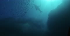 Low angle of Sea Lion majestically swimming through school of Sardines.