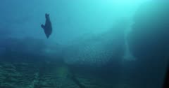 Low angle of large school of fish near surface. Sea lion enters frame.