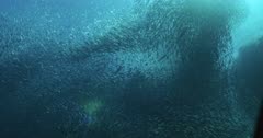 Tilt up to large school of Sardines with Sea Lions in background