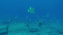 School of fish swimming together