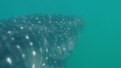 Whaleshark swimming near surface of water about to feed