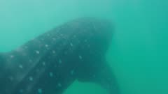 Whaleshark swimming crosses frame and disappears in the sea