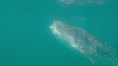 Tracking whaleshark feeding along surface, camera reveals full length from head to tail