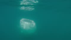 Tracking and circling whaleshark as it feeds near surface