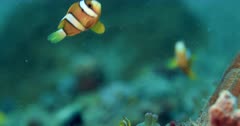 Clownfish and reef fish swim by anenome,