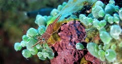 Shrimp crawls on coral