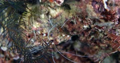 Shrimp crawl on coral