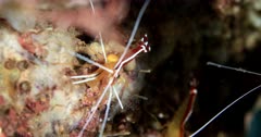 camera tracks 2 species of shrimp on coral