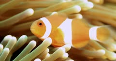 Anemone and clownfish enters and exit frame