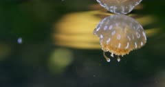 Jellyfish tapping its reflection from the surface
