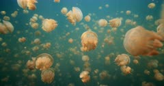 Traveling through large school of jellyfish in lagoon