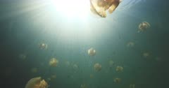 surfacing and passing jellyfish in lagoon, sun shining down through surface, POV as we emerge from the water