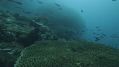 Approaching large school of fish