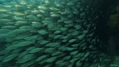 Large school of scad swims under dock
