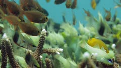 various reef fish swimming around flaghorn coral