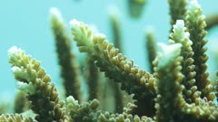 pair of fish swimming around flaghorn coral