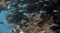 various schools of fish swimming in current