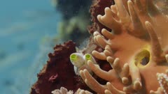 Rack focus between coral and various reef fish