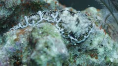 Nudibranch crawling on hard coral