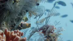 Rack focus between coral reef and reef fish