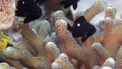 Fish swimming around coral