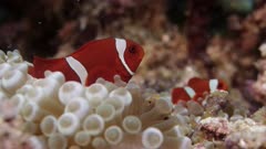 Maroon Clownfish swims on bubbletip anemone