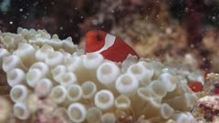Maroon Clownfish and bubbletip anemone